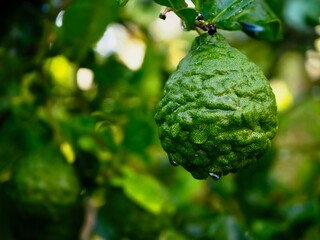Fototapeta premium Fresh bergamot fruits on the tree. Can be used for cooking.Bergamot with water droplets 
