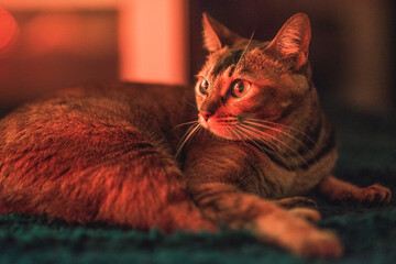 portrait of a cat - 353879953