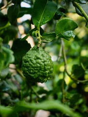 Fresh bergamot fruits on the tree. Can be used for cooking.Bergamot with water droplets 