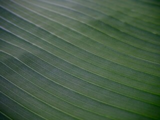 Banana leaf with dark green color  