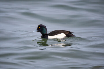Tufted Duck (Aythya fuligula) bird in natural field and wildlife nature.