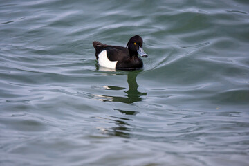 Tufted Duck (Aythya fuligula) bird in natural field and wildlife nature.