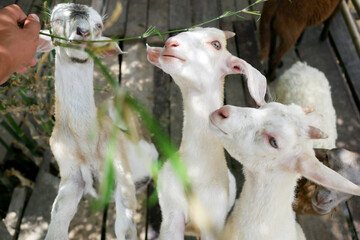 A white small goat eating green bamboo leaves.