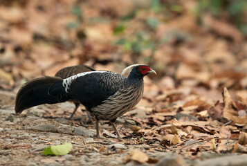 Kalij Pheasants