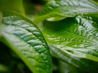 Piper Sarmentosum or Chaplo is an herb that can be used for cooking food. Vegetable garden. 