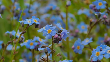 blue forget-me-not flower close-up