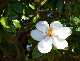 Magnolia grandiflora blossom and foliage © Tamela