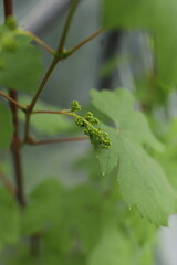 Tiny Grapes on Vine