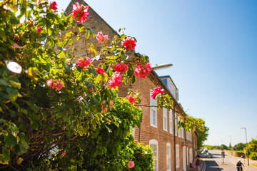 Fototapeta na wymiar Shallow focus of beautiful pink roses seen growing in a front garden. The background shows multiple town houses near a an out of town street.