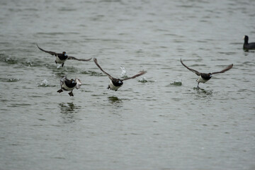 Tufted Duck (Aythya fuligula) bird in natural field and wildlife nature.