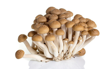 Musroom isolated on white background.