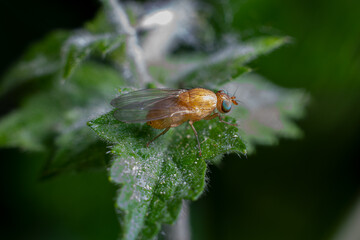 yellow fly macro on leaf, insect magnification