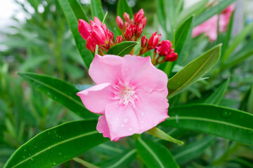 Pink flower with water drop and blured green background.