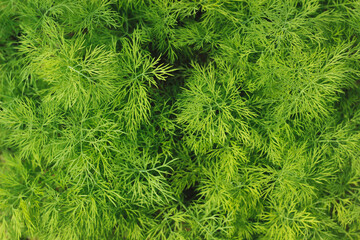 green grass background
