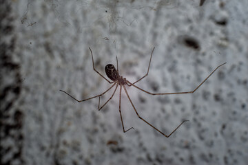 spider super macro 2: 1 magnification. In the spider web.