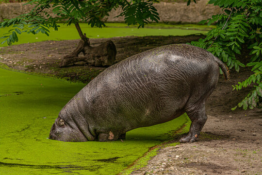 Big Adult Hippo Is Hiding Its Head From Problems In A Small Pond, Closeup, Details, Concept