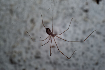 spider super macro 2: 1 magnification. In the spider web.