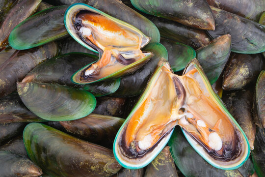 Many fresh raw green mussels background, Perna Viridi