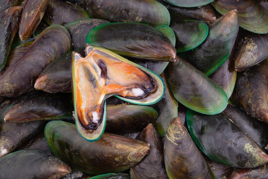 Many fresh raw green mussels as background, Perna Viridis