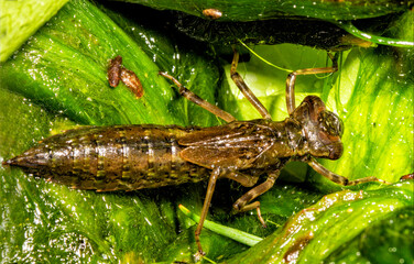 Larve einer Segel-Libelle