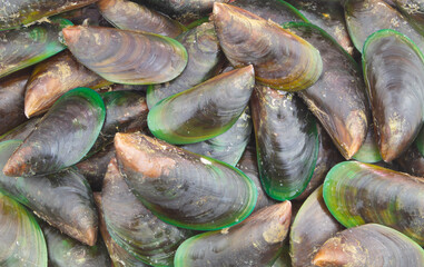 Many fresh raw green mussels background, Perna Viridis, Green-lipped mussels.