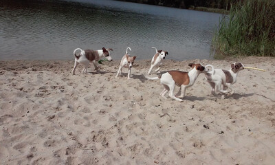 Whippet Puppy playing beach