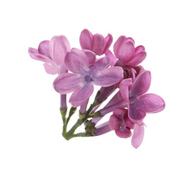 Beautiful purple lilac blossom isolated on white