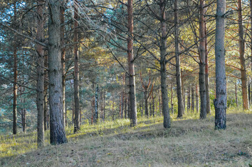 Fototapeta premium autumn in the woods