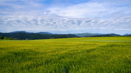 Green meadow under blue sky with clouds