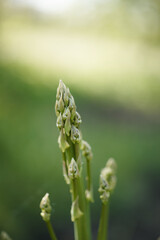 fresh green asparagus shoot