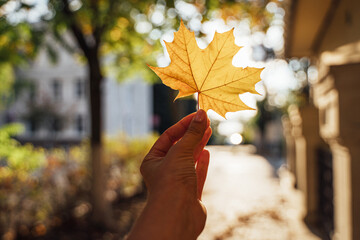 Maple leaf in a woman's hand against the background of sunset. close-up. Place for text