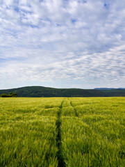 Fototapeta na wymiar Green meadow with tracec under blue sky with clouds