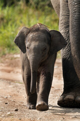 Juvenile elephant walking along side of mother, Jim Corbett National Park