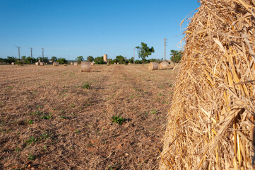 Rural field with large straw balls at sunset