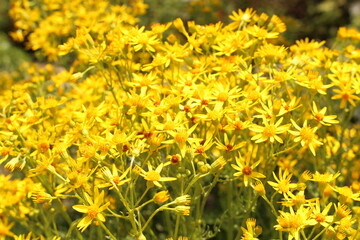 Yellow "Ragwort" flowers (or Tansy Ragwort, Benweed, St. James-wort, Ragweed, Stinking Nanny) in Innsbruck, Austria. Its scientific name is Senecio Jacobaea (or Jacobaea Vulgaris), native to Europe.