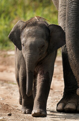 Fototapeta na wymiar A Juvenile elephant walking with mother, Jim Corbett National Park