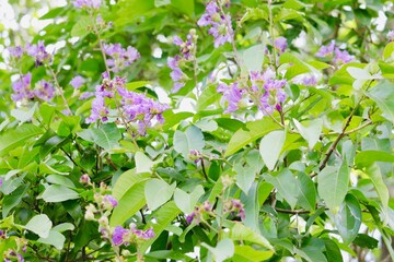 flowers in the garden