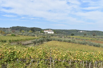 Fototapeta na wymiar The vineyard of the olive trees in Tuscany Italy