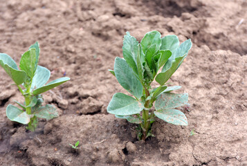 Horse bean (Vicia faba) grows in the soil