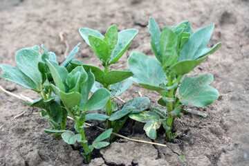 Horse bean (Vicia faba) grows in the soil