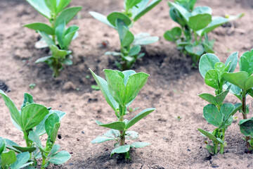 Horse bean (Vicia faba) grows in the soil