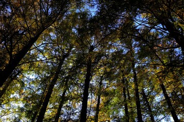 Top View of Trees in the Park in the Autumn.