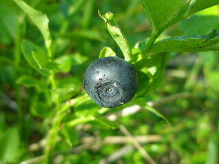 Ripe blueberries close-up in green disty