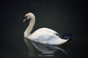 White swan