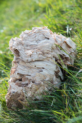 Verlassenes Wespennest auf der Wiese