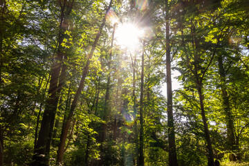 Sun shining through the Forest, with Sunbeams and Lens Flare, in a Green Environment 