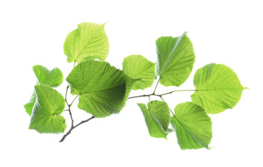Plakat Branch of linden tree with young fresh green leaves isolated on white. Spring season