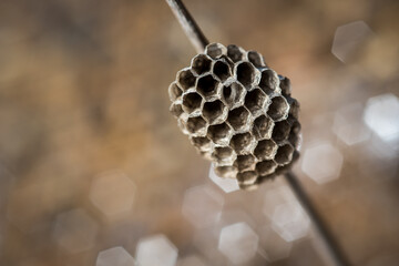 Verlassenes Wespennest auf der Wiese