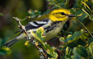 Black-throated Green Warbler in a Tree