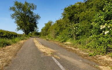 Fototapeta na wymiar The re-wilding of an unused country lane, with verge encroachment and grass growing through the weathered road surface. Summer sunshine with shadows from trees. Space for text. England.